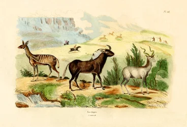 Antilopen, 1833-39